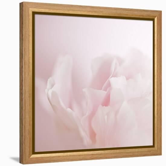 Softly Pink-Doug Chinnery-Framed Premier Image Canvas