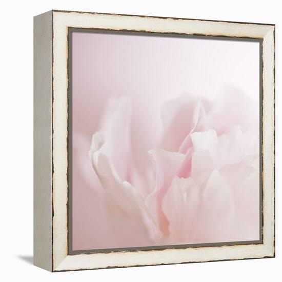 Softly Pink-Doug Chinnery-Framed Premier Image Canvas