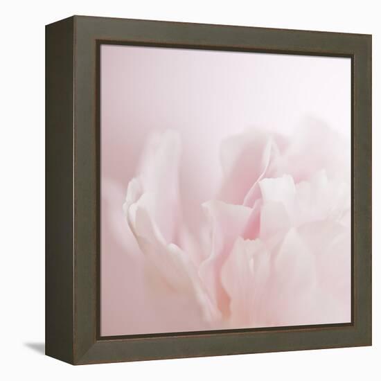 Softly Pink-Doug Chinnery-Framed Premier Image Canvas