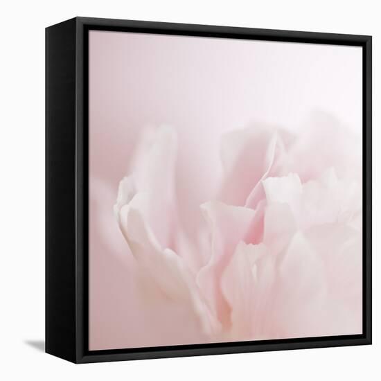 Softly Pink-Doug Chinnery-Framed Premier Image Canvas