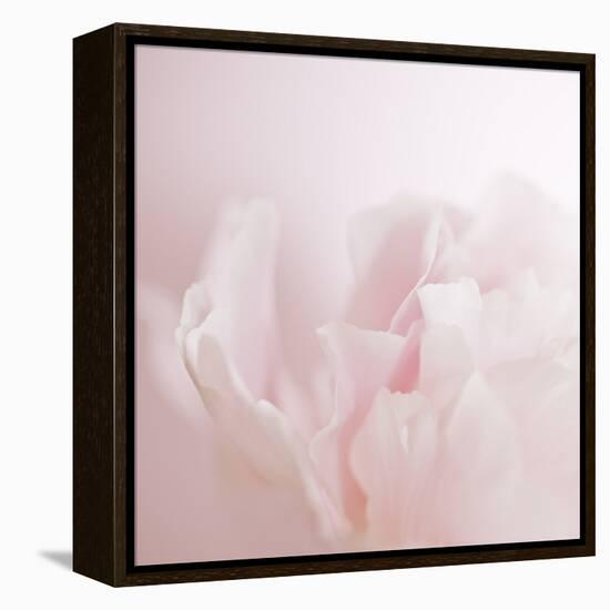 Softly Pink-Doug Chinnery-Framed Premier Image Canvas