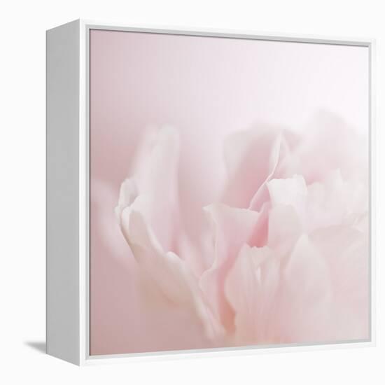 Softly Pink-Doug Chinnery-Framed Premier Image Canvas