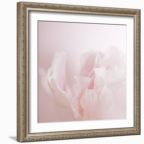 Softly Pink-Doug Chinnery-Framed Photographic Print