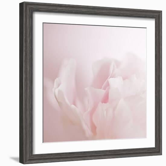 Softly Pink-Doug Chinnery-Framed Photographic Print