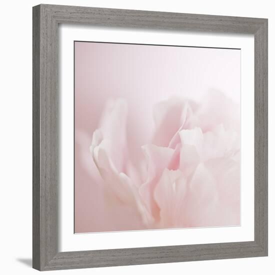 Softly Pink-Doug Chinnery-Framed Photographic Print