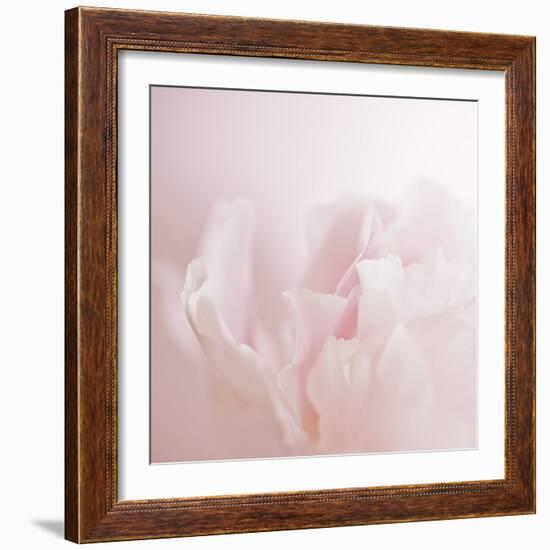 Softly Pink-Doug Chinnery-Framed Photographic Print