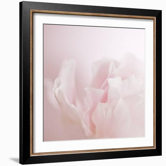 Softly Pink-Doug Chinnery-Framed Photographic Print