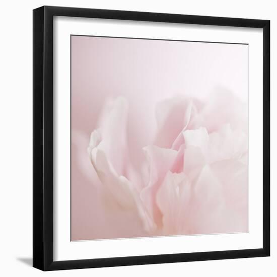 Softly Pink-Doug Chinnery-Framed Photographic Print