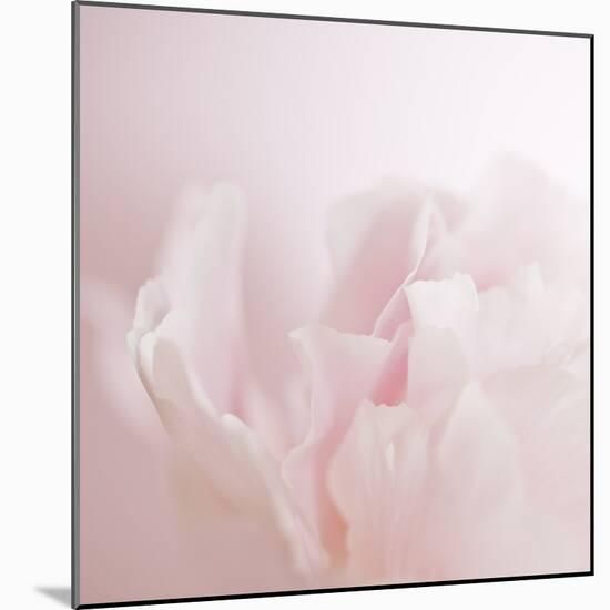 Softly Pink-Doug Chinnery-Mounted Photographic Print