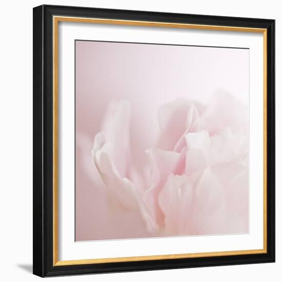 Softly Pink-Doug Chinnery-Framed Photographic Print