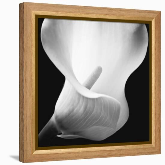 Softness I-Assaf Frank-Framed Stretched Canvas