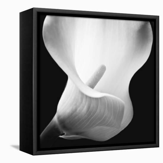 Softness I-Assaf Frank-Framed Stretched Canvas