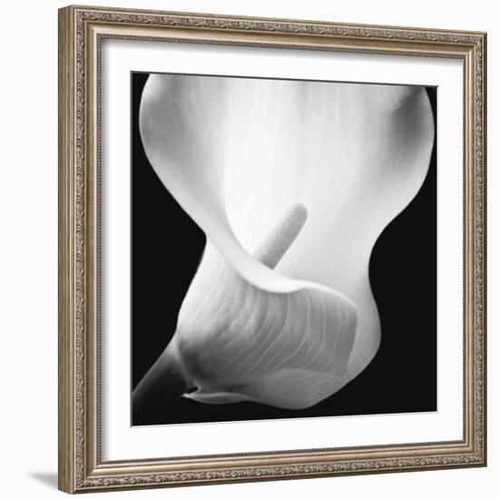 Softness I-Assaf Frank-Framed Art Print