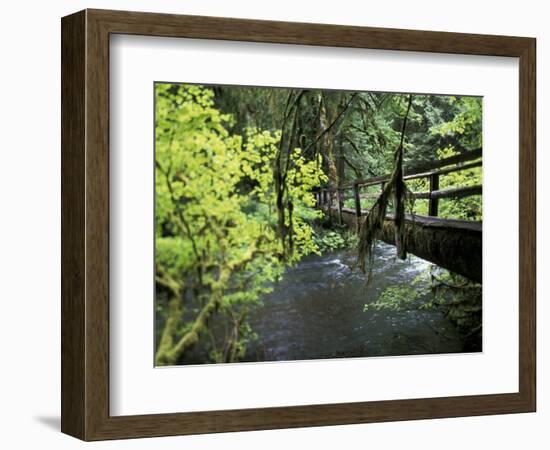 Sol Duc Creek in Old-Growth Rainforest, Olympic National Park, Washington, USA-Stuart Westmoreland-Framed Photographic Print