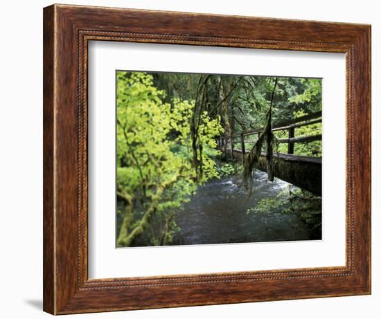 Sol Duc Creek in Old-Growth Rainforest, Olympic National Park, Washington, USA-Stuart Westmoreland-Framed Photographic Print