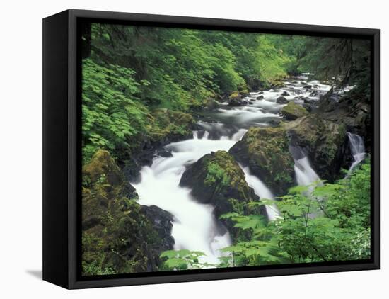 Sol Duc Falls, Olympic Rainforest, Olympic National Park, Washington, USA-Adam Jones-Framed Premier Image Canvas