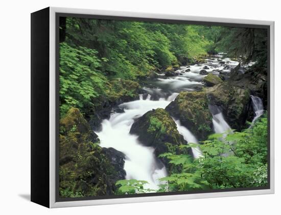 Sol Duc Falls, Olympic Rainforest, Olympic National Park, Washington, USA-Adam Jones-Framed Premier Image Canvas