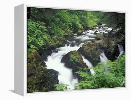 Sol Duc Falls, Olympic Rainforest, Olympic National Park, Washington, USA-Adam Jones-Framed Premier Image Canvas