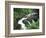 Sol Duc Falls, Olympic Rainforest, Olympic National Park, Washington, USA-Adam Jones-Framed Photographic Print