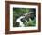 Sol Duc Falls, Olympic Rainforest, Olympic National Park, Washington, USA-Adam Jones-Framed Photographic Print