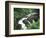 Sol Duc Falls, Olympic Rainforest, Olympic National Park, Washington, USA-Adam Jones-Framed Photographic Print