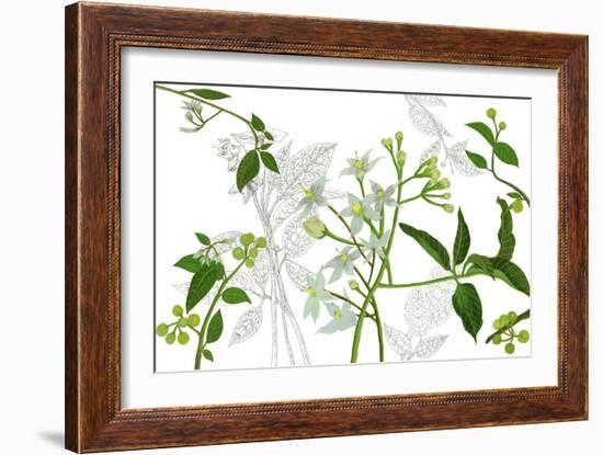 Solanum I-Melissa Wang-Framed Art Print