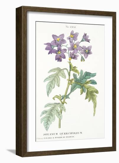 Solanum Quercifolium, Plate Lxxi, from L'antotrofia Ossia La Coltivazione De'fiori by Antonio Picci-Italian School-Framed Giclee Print