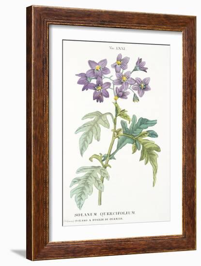 Solanum Quercifolium, Plate Lxxi, from L'antotrofia Ossia La Coltivazione De'fiori by Antonio Picci-Italian School-Framed Giclee Print