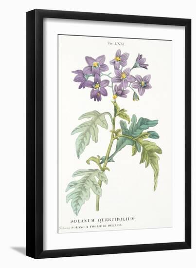 Solanum Quercifolium, Plate Lxxi, from L'antotrofia Ossia La Coltivazione De'fiori by Antonio Picci-Italian School-Framed Giclee Print