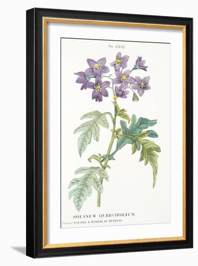 Solanum Quercifolium, Plate Lxxi, from L'antotrofia Ossia La Coltivazione De'fiori by Antonio Picci-Italian School-Framed Giclee Print