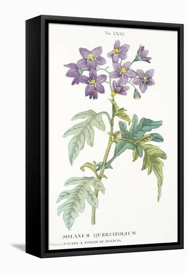 Solanum Quercifolium, Plate Lxxi, from L'antotrofia Ossia La Coltivazione De'fiori by Antonio Picci-Italian School-Framed Premier Image Canvas