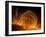 Solar Coronal Loops-null-Framed Photographic Print