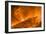 Solar Coronal Loops-null-Framed Photographic Print