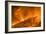 Solar Coronal Loops-null-Framed Photographic Print