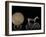 Solar Disk with Chariot and Horse Replica, Bronze Age, Germany-Kenneth Garrett-Framed Photographic Print