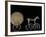 Solar Disk with Chariot and Horse Replica, Bronze Age, Germany-Kenneth Garrett-Framed Photographic Print