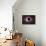 Solar Eclipse-alexaldo-Framed Stretched Canvas displayed on a wall