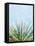 Solar Yucca Palm Blue-Dominique Vari-Framed Stretched Canvas