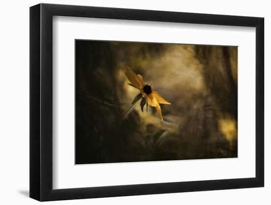 Solaris-Fabien BRAVIN-Framed Photographic Print