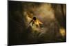 Solaris-Fabien BRAVIN-Mounted Photographic Print