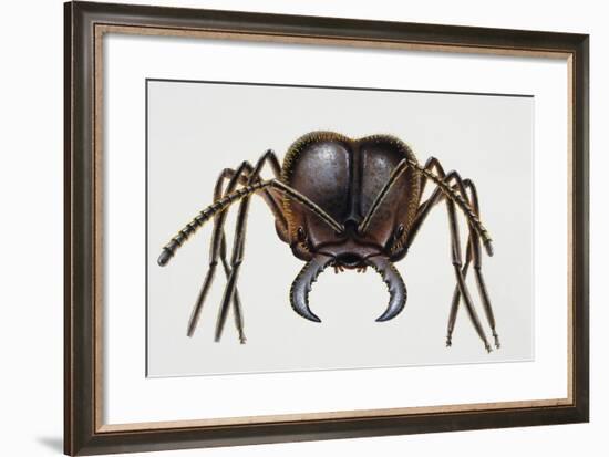 Soldier Ant, Formicidae, Artwork by Mike Atkinson-null-Framed Giclee Print