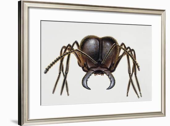 Soldier Ant, Formicidae, Artwork by Mike Atkinson-null-Framed Giclee Print