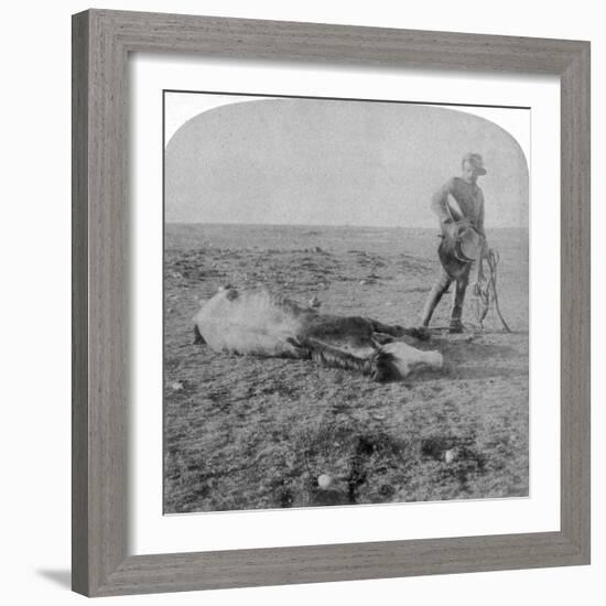 Soldier Leaving His Dead Horse on the March to Bloemfontein, South Africa, Boer War, 1901-Underwood & Underwood-Framed Giclee Print