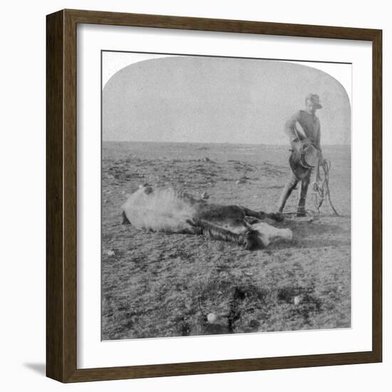 Soldier Leaving His Dead Horse on the March to Bloemfontein, South Africa, Boer War, 1901-Underwood & Underwood-Framed Giclee Print