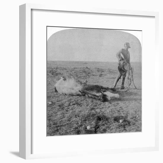 Soldier Leaving His Dead Horse on the March to Bloemfontein, South Africa, Boer War, 1901-Underwood & Underwood-Framed Giclee Print