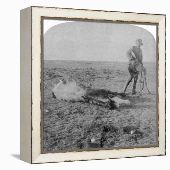 Soldier Leaving His Dead Horse on the March to Bloemfontein, South Africa, Boer War, 1901-Underwood & Underwood-Framed Premier Image Canvas