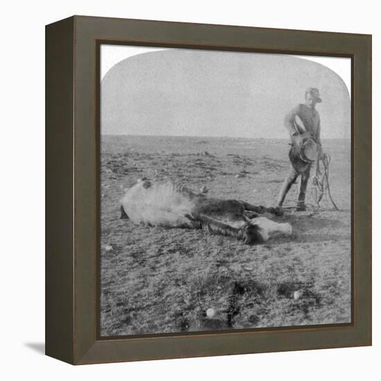 Soldier Leaving His Dead Horse on the March to Bloemfontein, South Africa, Boer War, 1901-Underwood & Underwood-Framed Premier Image Canvas