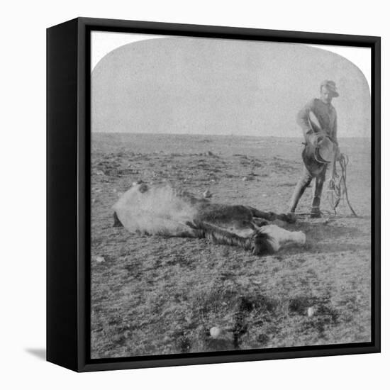 Soldier Leaving His Dead Horse on the March to Bloemfontein, South Africa, Boer War, 1901-Underwood & Underwood-Framed Premier Image Canvas
