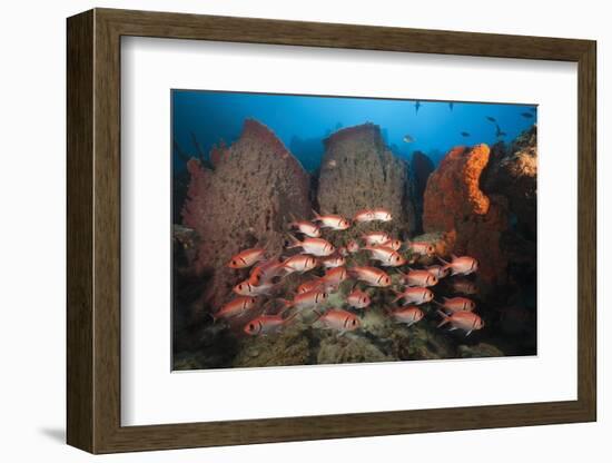 Soldierfish on Coral Reef-Reinhard Dirscherl-Framed Photographic Print