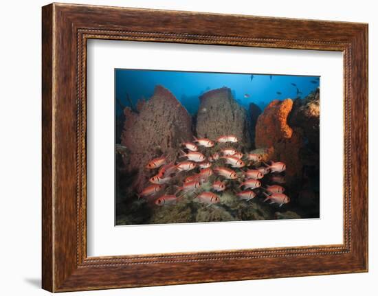 Soldierfish on Coral Reef-Reinhard Dirscherl-Framed Photographic Print